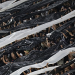 Corinthians