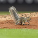 Esquilo Aug 22, 2025; Bronx, New York, USA; A squirrel appears on the pitcher’s mound during the fourth inning between the New York Yankees and Boston Red Sox at Yankee Stadium. Mandatory Credit: Gregory Fisher-Imagn Images